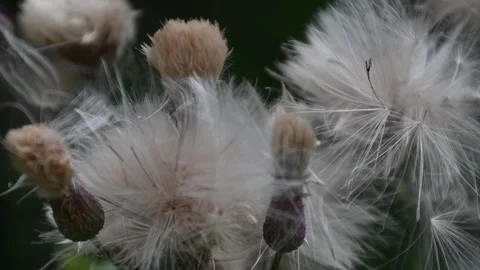 Close up white flower in the woods. Slow motion, shallow depth of field Stock Footage 136234953