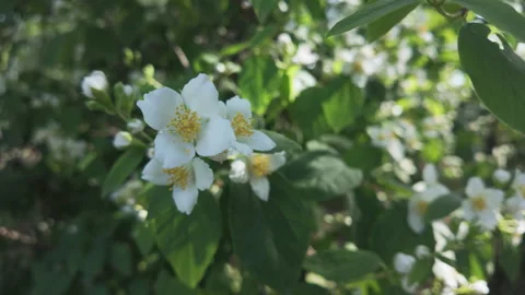 Close-up of white-flowered Hoary Mock Orange, Philadelphus pubescens swaying in Video stock 335908049
