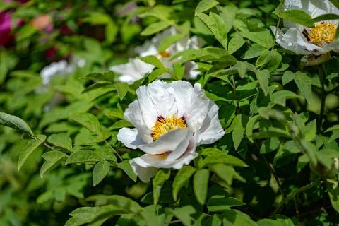 Close-up of white flowering plant 写真素材