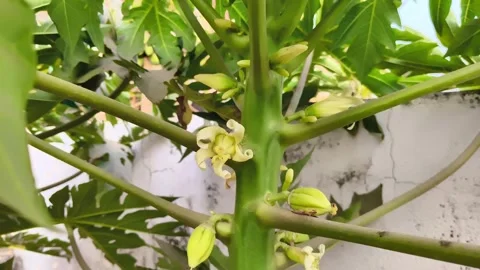 Close-up of white flowers and small buds growing on a green papaya tree trunk Видео 326290423