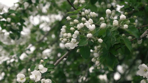 Close up of white flowers of apple tree, blooming apple tree in spring. Some obj Stock Footage 132917969