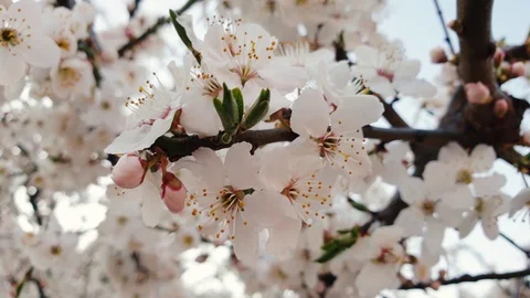Close-up of white flowers blooming on the branches of cherry. The spring bloom 動画素材 128440324
