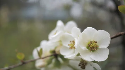 Close-up of white flowers blooming on a fruit tree. macro nature Stock Footage 269002954