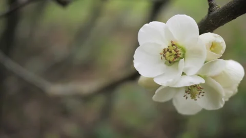 Close-up of white flowers blooming on a fruit tree. macro nature Stock Footage 269003622