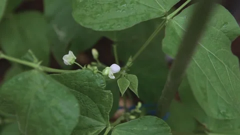 Close Up of White Flowers Blooming on Green Bean Plant in the Garden 스톡 동영상 337442602