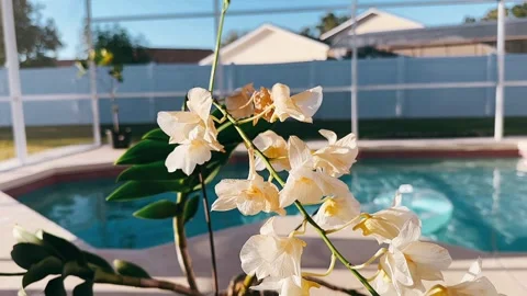 Close-Up of White Flowers Blooming by a Tranquil Pool Stock Footage 295664691