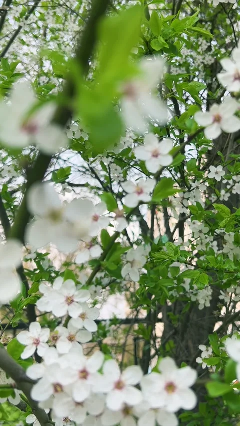 Close up of white flowers blooming on a tree branch.  스톡 동영상 333637273