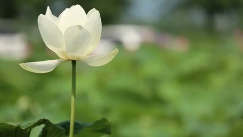 Close up of white flowers blowing in the wind Stock-Footage 280275221