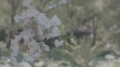 Close Up of White Flowers with Blurry Park Pavilion and Lake Background Stock Footage 345470922