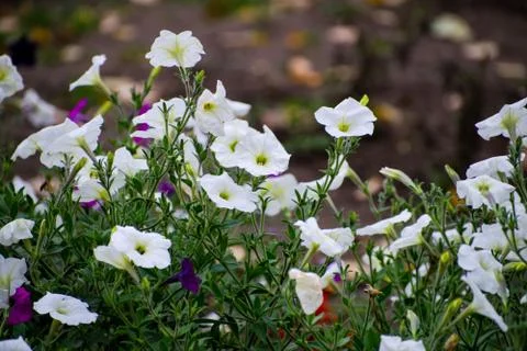 Close up of the white flowers of Calystegia sepium, hedge bindweed. White ipo Stock Photos
