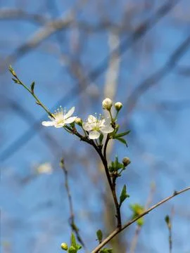 Close-up of white flowers on a cherry tree branch against a blue sky. Stock Photos