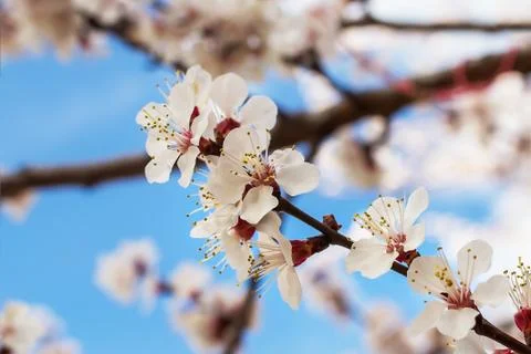 Close-up of white flowers on a cherry tree branch against a blue sky. Stock Photos