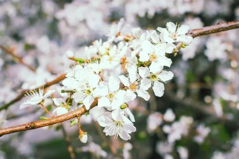 Close-up of white flowers on a cherry tree branch. Stock Photos