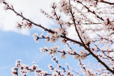 Close-up of white flowers on a cherry tree branch against a blue sky. Stock Photos