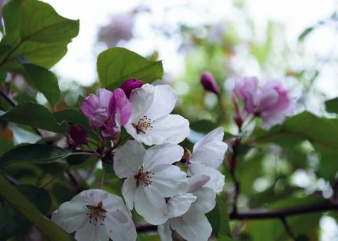 Close-up of white flowers on a cloudy day Stock-Fotos