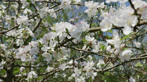 Close up of a white flowers crabapple. Branches of fruit tree in spring. Stock Footage 204865797