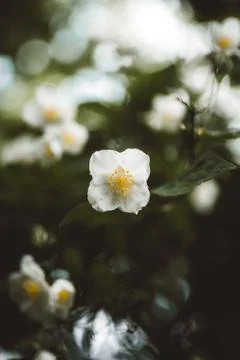 A close-up of white flowers on a dark green background Stock Photos