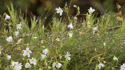 Close Up White flowers with dew Video stock 89588165