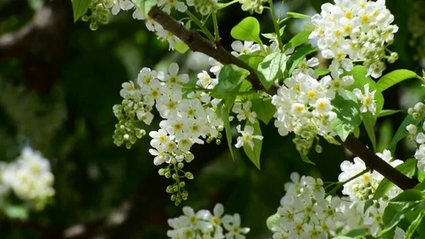 Close-up of white flowers in drooping inflorescences of bird cherry Prunus padus Stock Footage 89065164