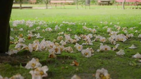 Close up white flowers fallen from tree next to trunk in autumn in public park Stock Footage 293496319