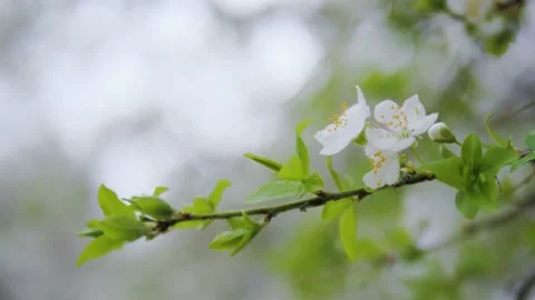 Close-up of white flowers on a fruit tree. copy space Stock-Footage 155031239