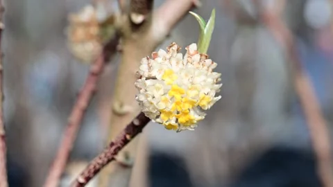 Close Up of White Flowers in Garden Stock Footage 267600222