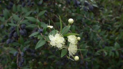 Close up white flowers of myrtus Stock Footage 98691054