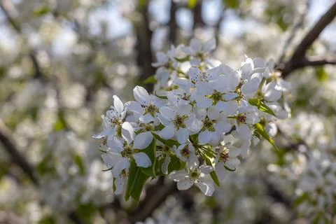 Close-up of white flowers on a pear tree. Stock Photos