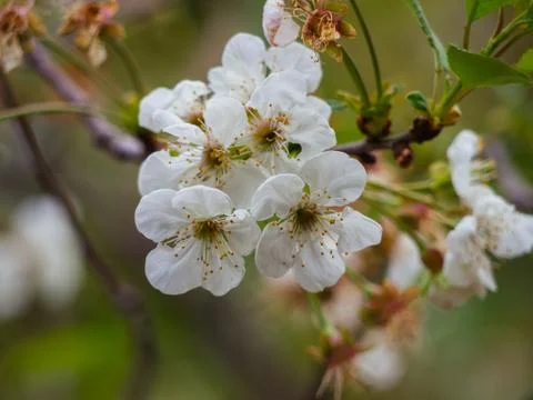 Close up  to  white flowers Stock Photos