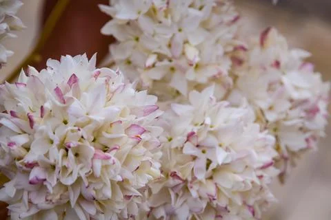 Close-Up Of White Flowers Stock Photos