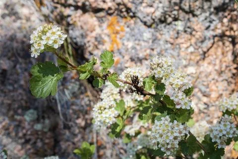 Close up of white flowers 写真素材