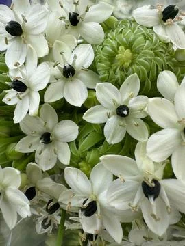 Close-up of white flowers Stock Photos