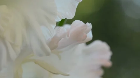 Close up of white flowers shaking in a wind at the sunset Stock-Footage 57641871