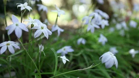 Close Up of White Flowers Swaying Gently in the Breeze HD Stock Footage 10836084