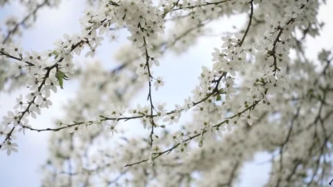 Close-up of white flowers on a tree, a flowering tree against a blue sky Stock-Footage 240025569