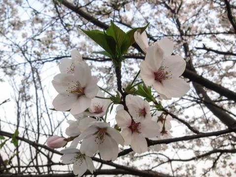 A Close-up of White Flowers on the Tree Stock Photos