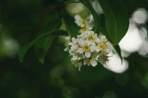Close Up of White Flowers on Tree Stock Photos