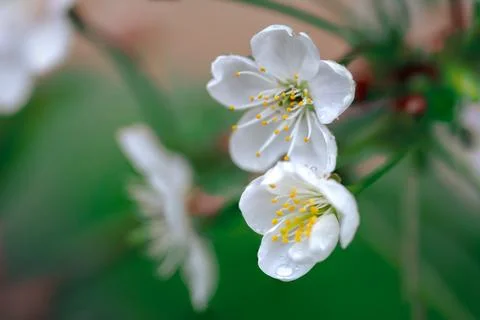 Close-Up of White Flowers on Tree Stock Photos