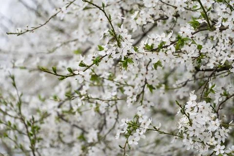 Close-up of white flowers on a tree in spring Stock Photos