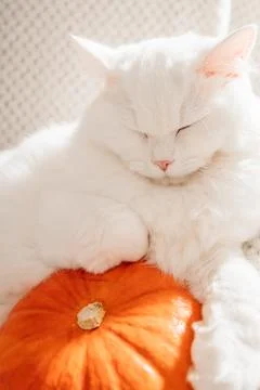 Close-up of a white fluffy cat lying on a pumpkin. Cute pets. Fall mood, autumn Stock Photos
