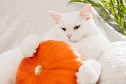Close-up of a white fluffy cat lying on a pumpkin. Cute pets. Fall mood, autumn Stock Photos