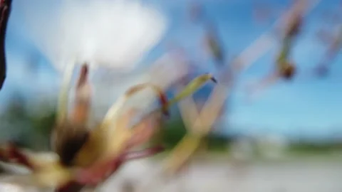 Close up of white fluffy  flower leaves in and out of focus Stock Footage 138744589