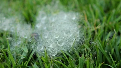 Close up. White fluffy thing on grass. Stock Footage 309022699