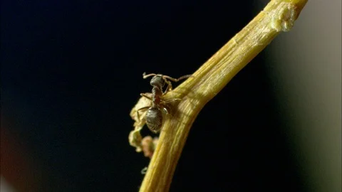 Close-up of White footed Garden Ant Video stock 95600461