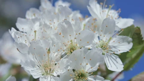 Close-up of white fowers of cherry tree blooming Stock Footage 172080235