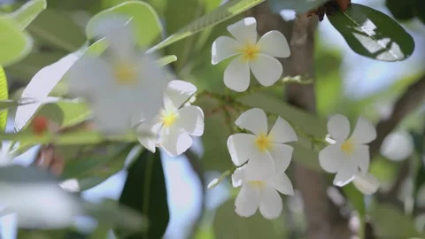 Close Up White Frangipani Flowers with Soft Natural Background Stock Footage 344038716