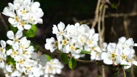 Close up white fruit tree flowers blooming ecological farm 스톡 동영상 238400032