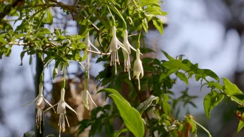 Close Up White Fuchsias Stock Footage 79675019