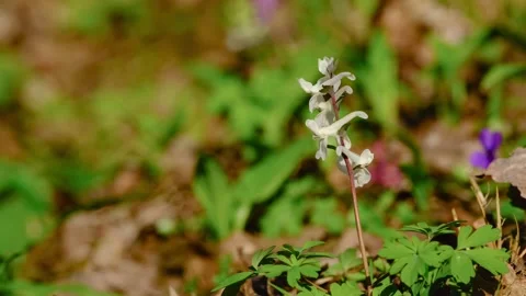 Close-up of white fumitory flower Stock Footage 331297574
