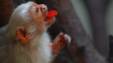 Close up of a white fur Tamarin  Stock Footage 271209734